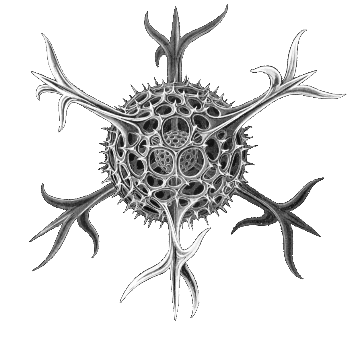 Spumellaria radiolaria by Ernst Haeckel